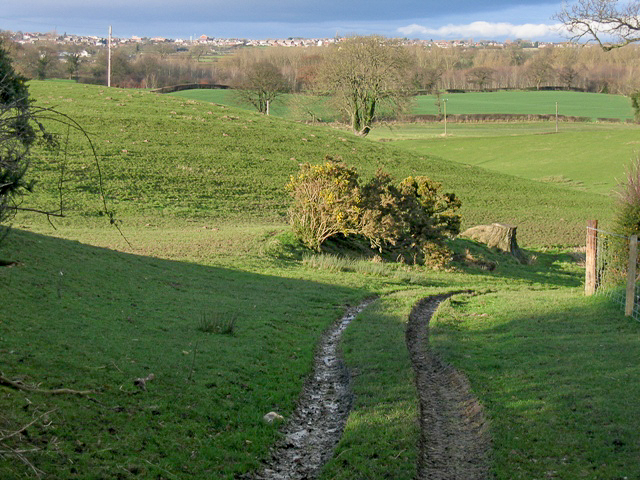 Pontblyddyn puma