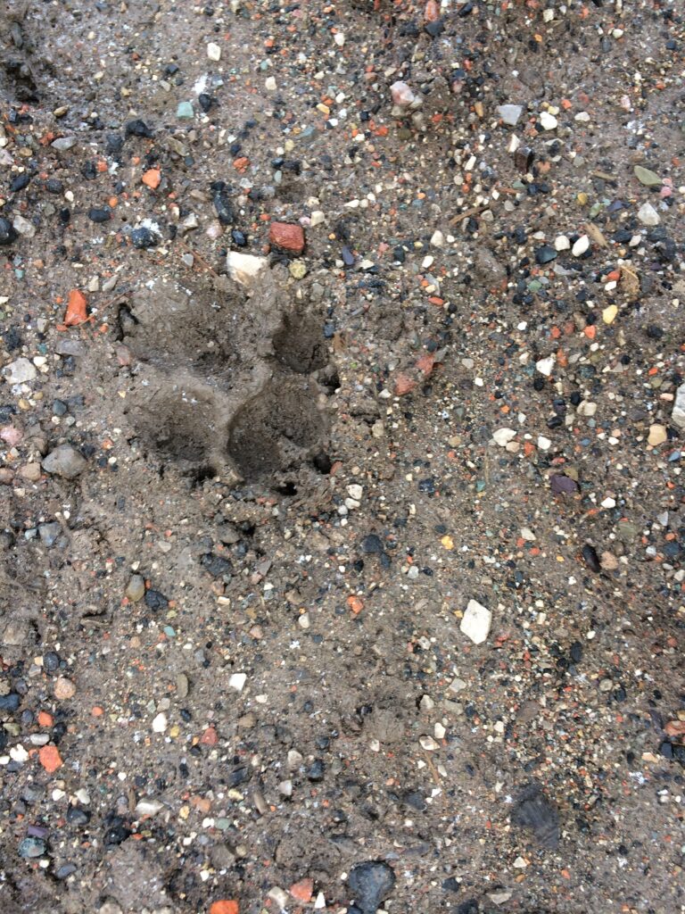 Ellesmere Port big cat print