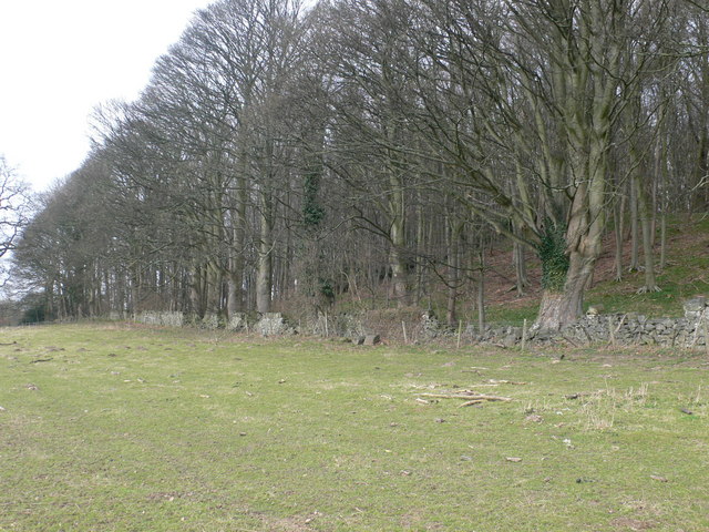 Pontblyddyn puma