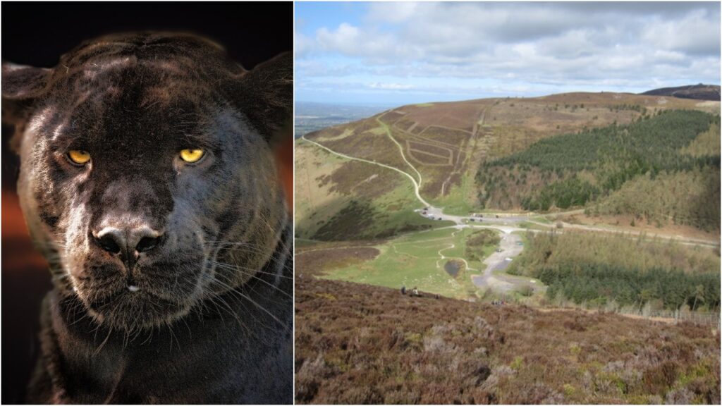 Moel Famau puma