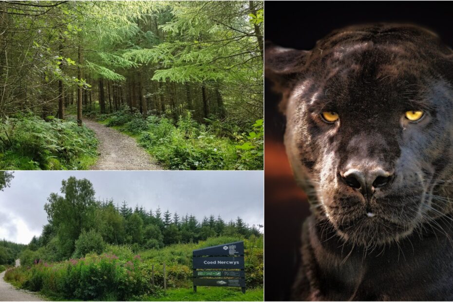 Nercwys puma