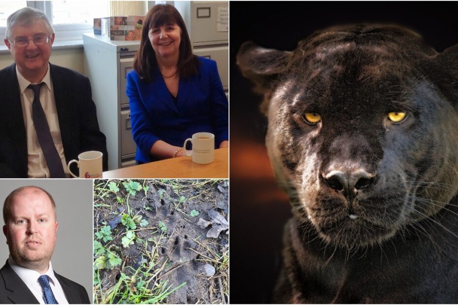 Welsh government puma investigations