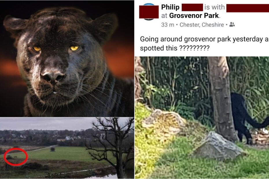 Chester Park puma
