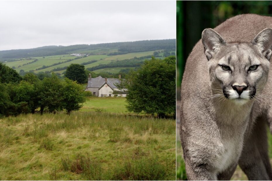 Cyffylliog puma