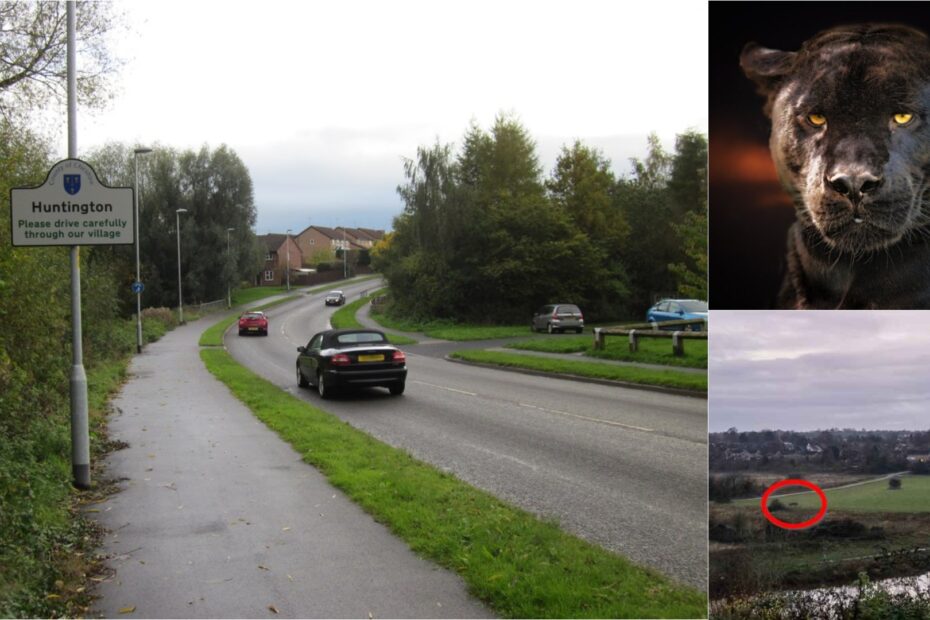 caldy-valley-creature