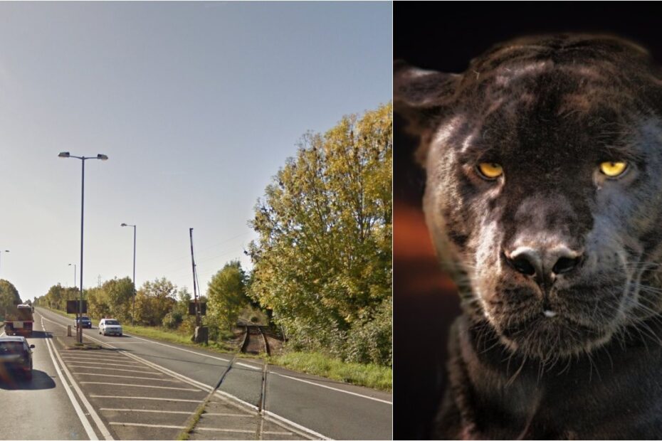 Oswestry level crossing Puma