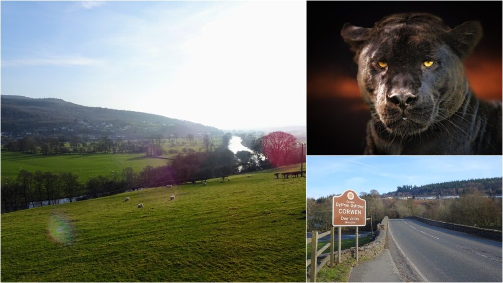Corwen puma