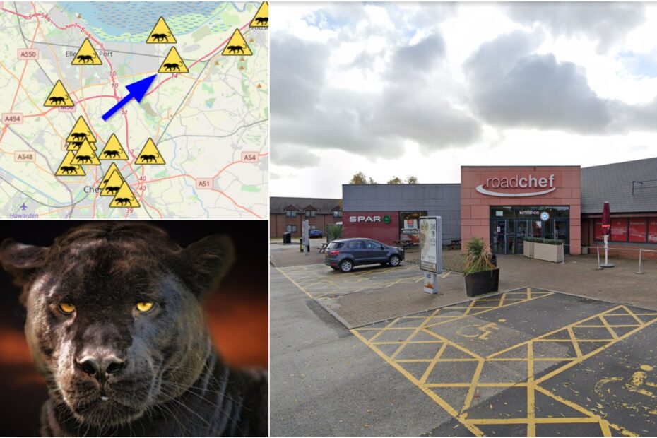 Chester services panther