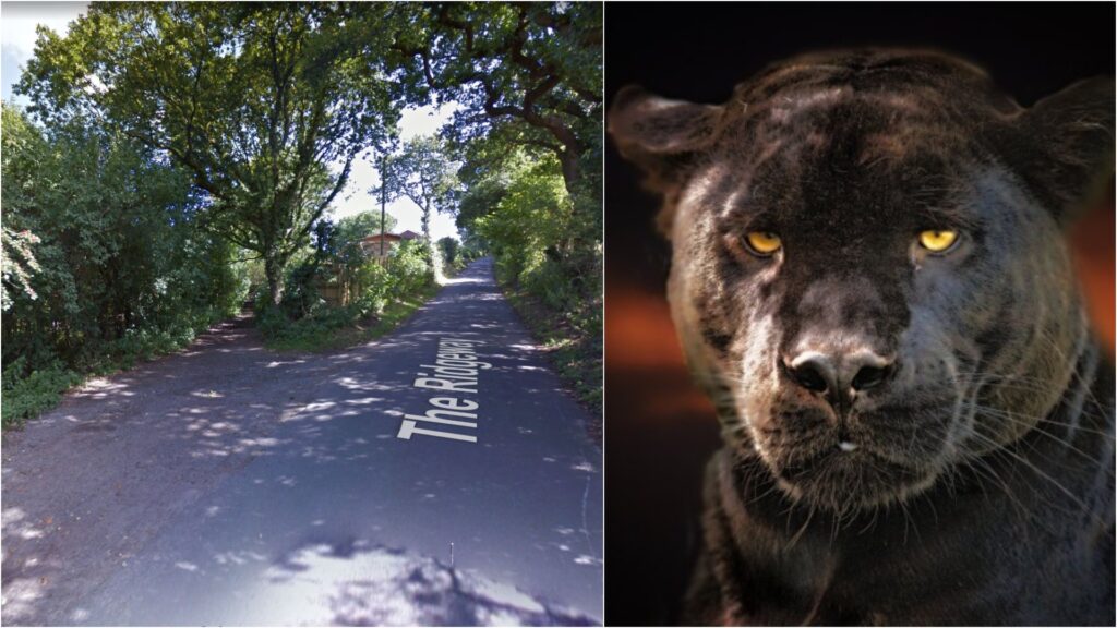 Sandstone trail puma