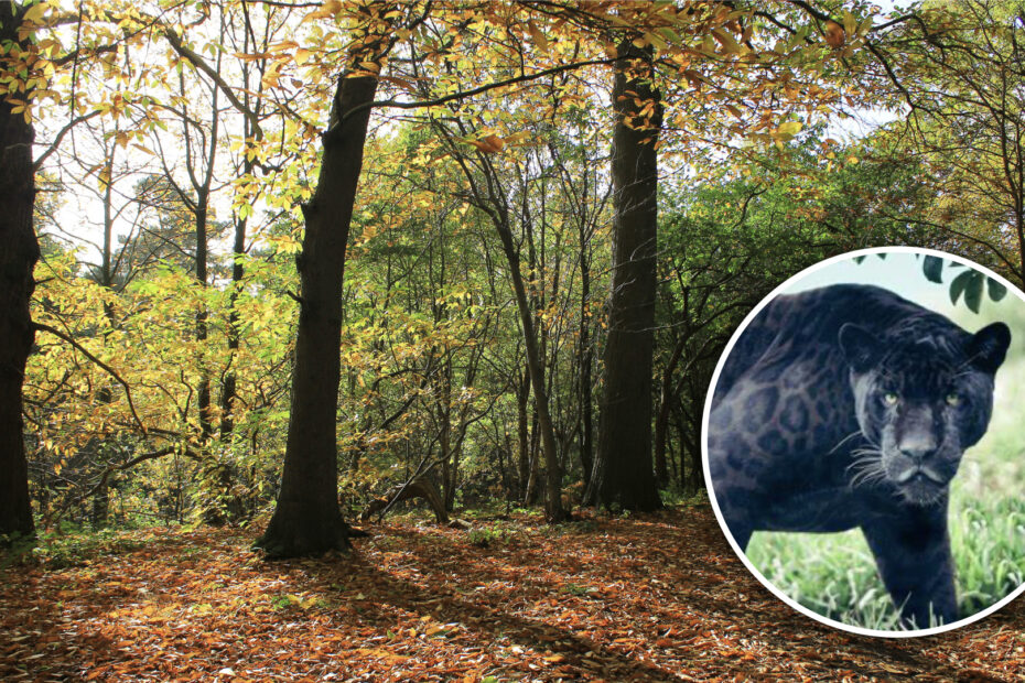 Delamere Forest big cat
