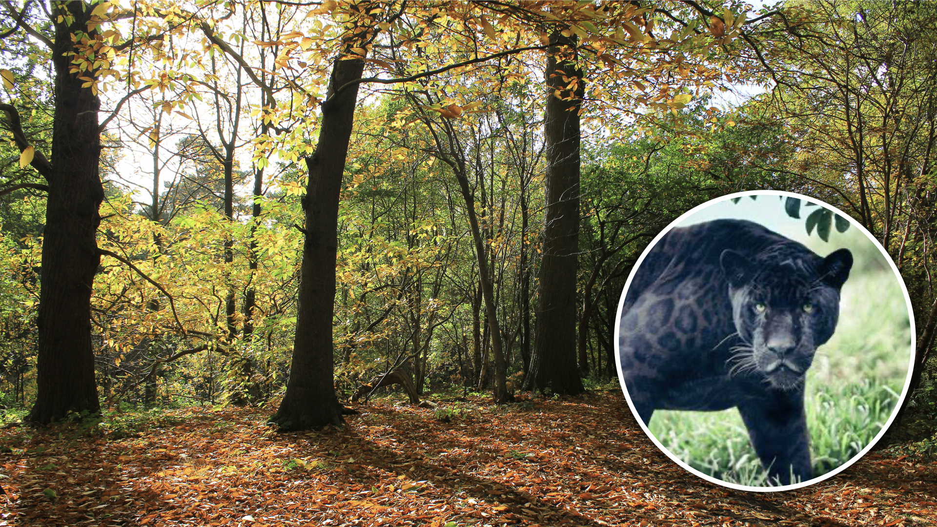 Delamere Forest big cat