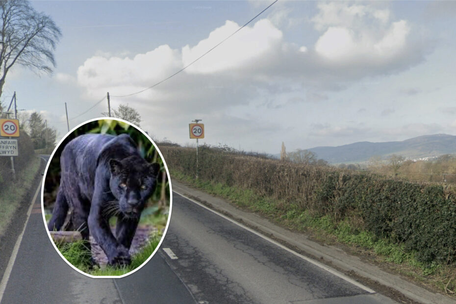 Llanfair DC big cat