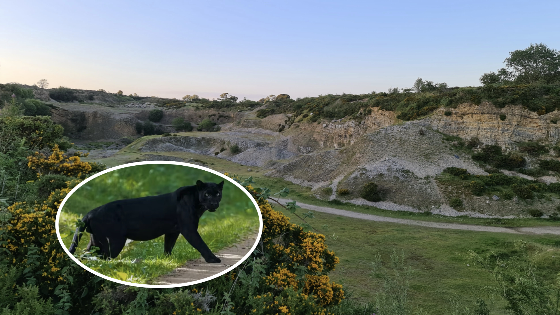 SIGHTING: Family spot black panther near Halkyn quarry