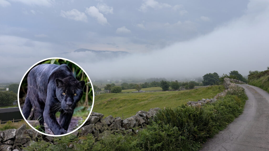 Mynydd Llandegai with big cat inset