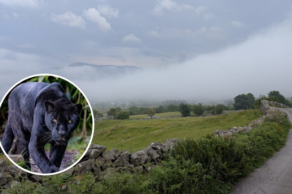 Mynydd Llandegai with big cat inset