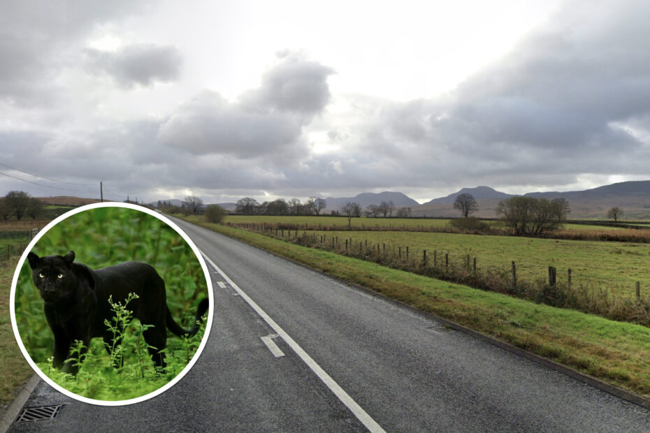 Trawsfynydd panther