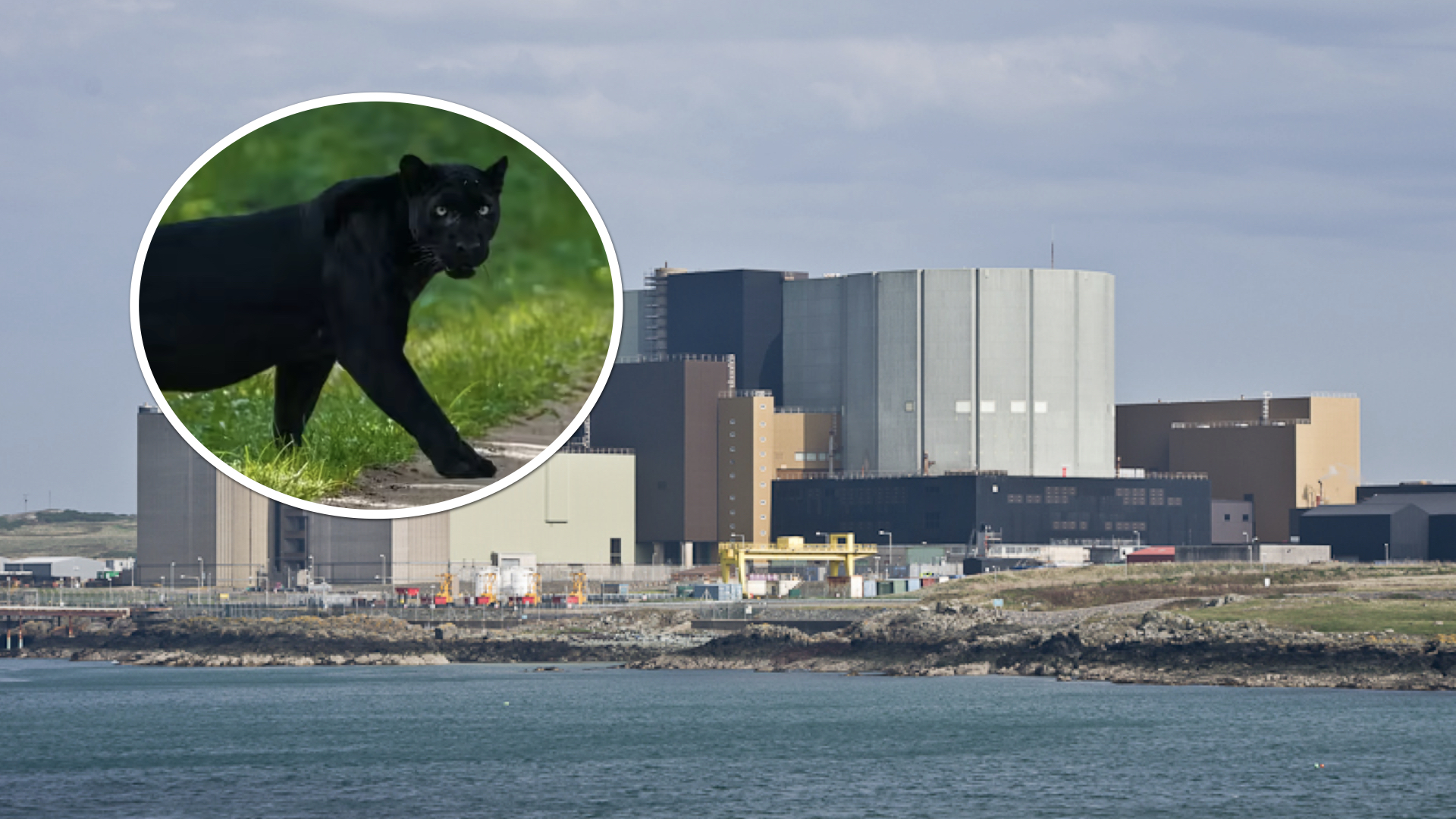 SIGHTING: ‘Black puma’ leaps over farm wall near Wylfa power station, Anglesey